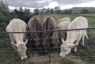 Murray Grey Cattle